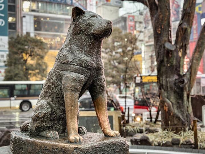 Historia Hachiko i wierność