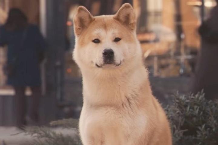 Przyjaźń człowieka i zwierzęcia