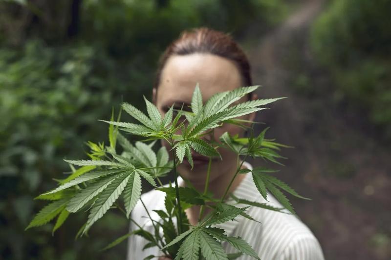 Obalamy Mity o Marihuanie: Fakty, Które Zmieniają Perspektywę