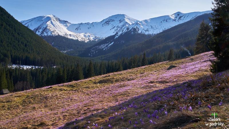 Analiza wierszy o wiośnie