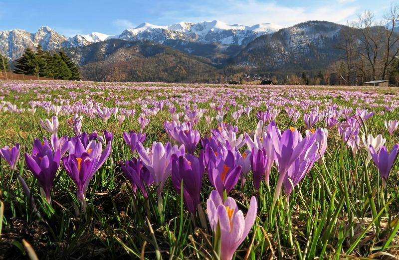 Przemiana przyrody wiosną