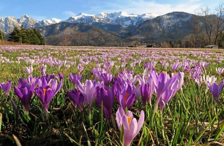 Kwiecień plecień – wiersz o wiośnie i zmienności pogody