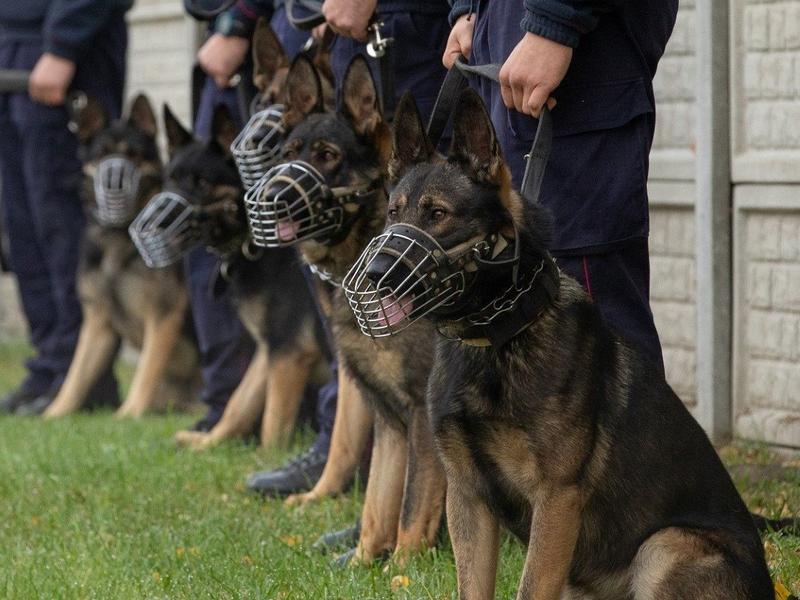 Fragment książki o psie