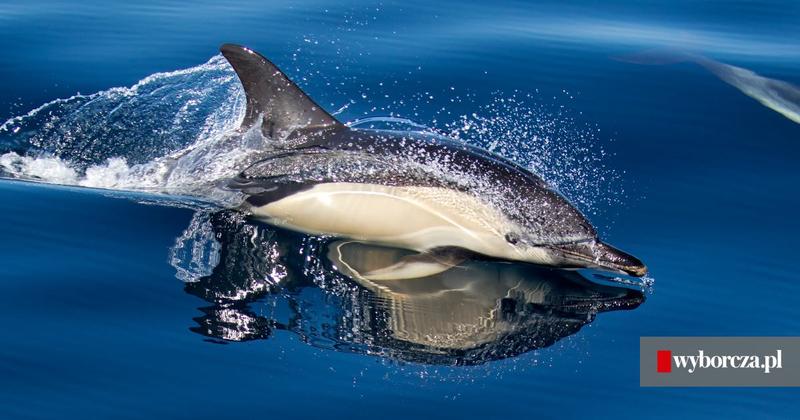 Inspiracje dla młodych czytelników