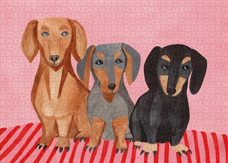 Odkryj świat jamników dzięki niesamowitym historiom zawartym w książce o jamnikach