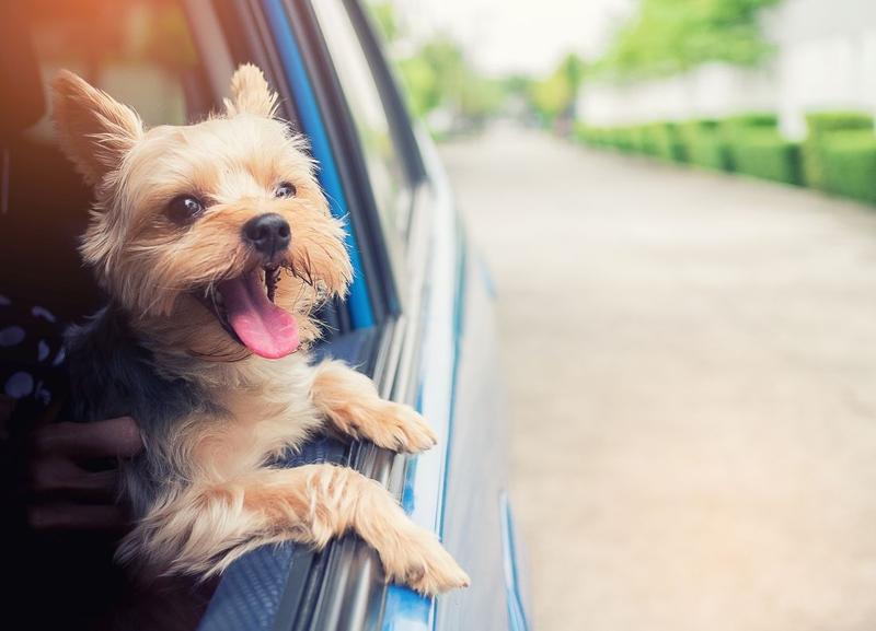 Przygody psa, który podróżował koleją – inspirujące zadania do lektury