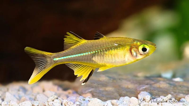 Dobór ryb do akwarium