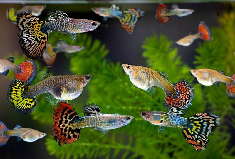 Książki o rybach akwariowych