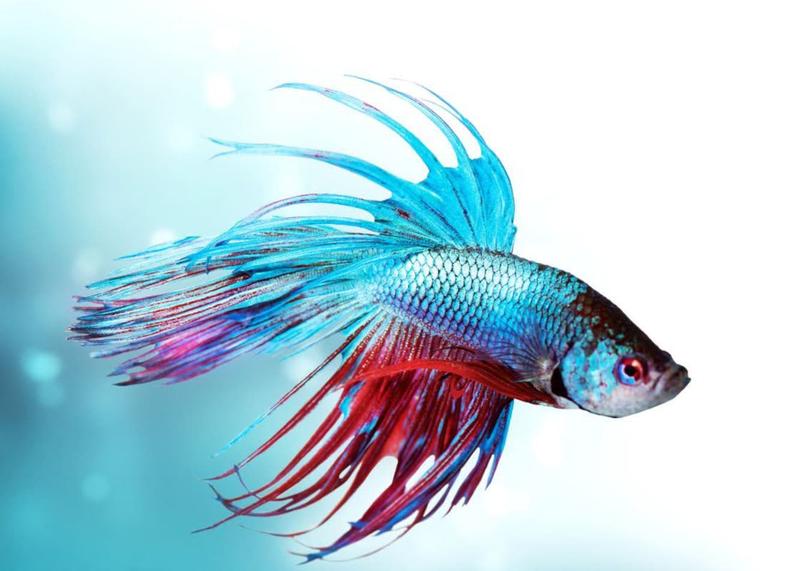 Najpopularniejsze gatunki ryb akwariowych