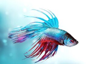 Odkryj fascynujący świat ryb akwariowych dzięki najlepszym książkom