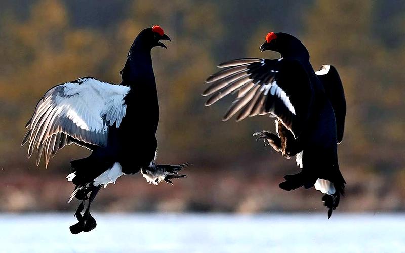 Cietrzew jako symbol