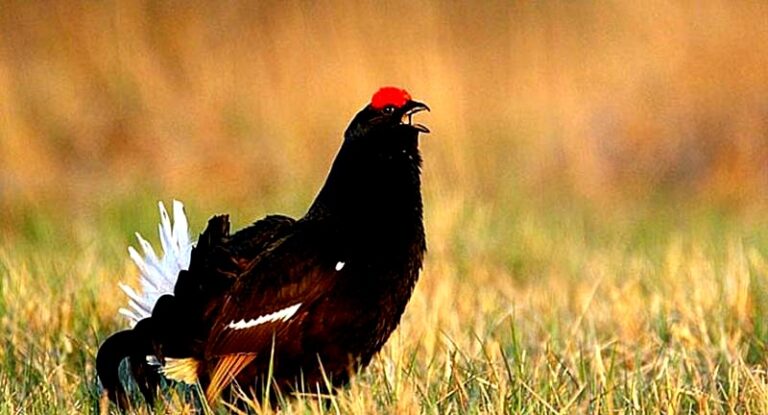 Cietrzew wierszami malowany – poezja natury w słowach